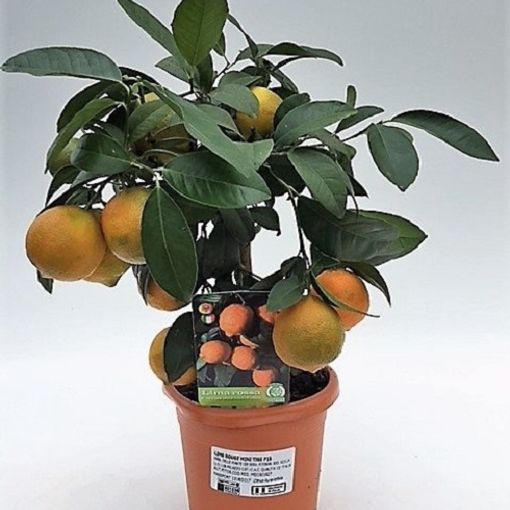Citrus x limonia (P15 cm H40 cm) Plant Wholesale FlorAccess