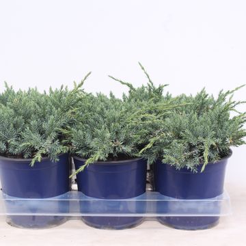 Juniperus squamata 'Blue Carpet'