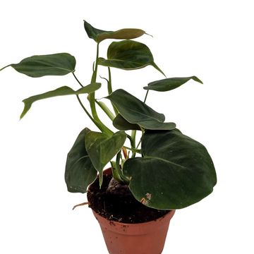 Philodendron lupinum