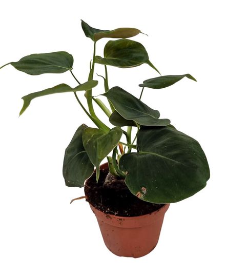 Philodendron lupinum