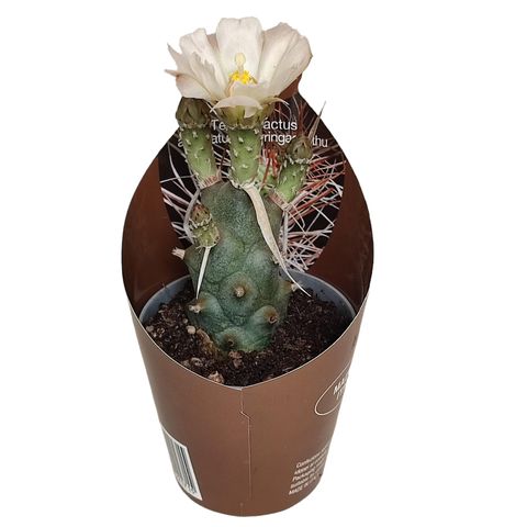 Tephrocactus articulatus syringacanthus