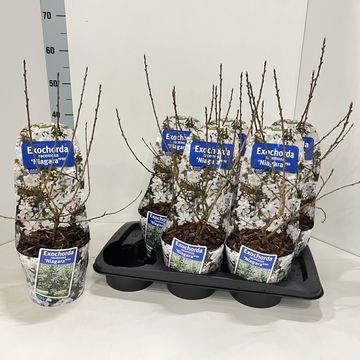 Экзохорда racemosa 'Niagara'