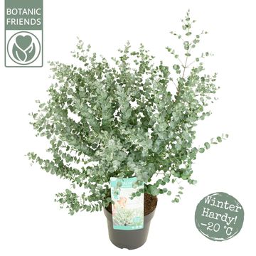 Eucalyptus gunnii AZURA