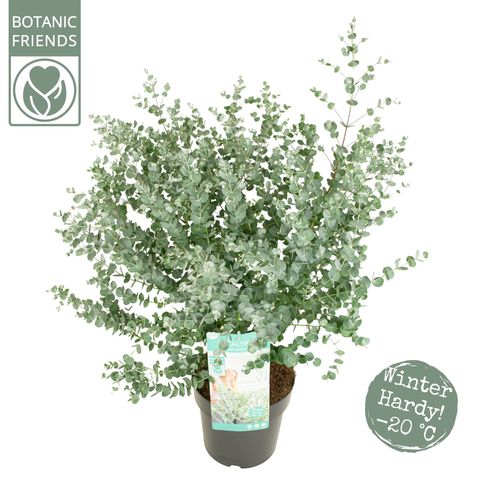 Eucalyptus gunnii AZURA