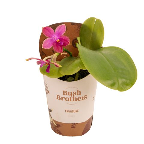Phalaenopsis violacea MIX