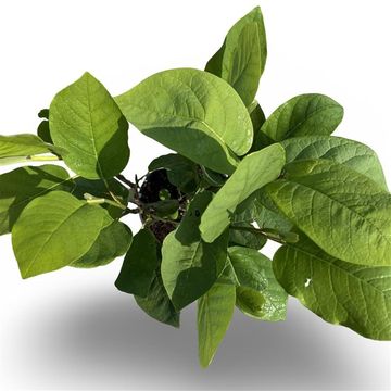 Magnolia sieboldii