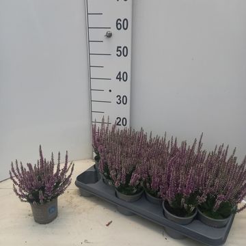 Calluna vulgaris BEAUTY LADIES LYNA