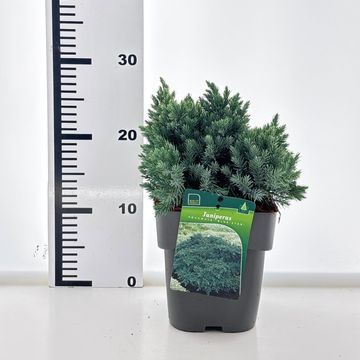 Джуниперус squamata 'Блю Стар'
