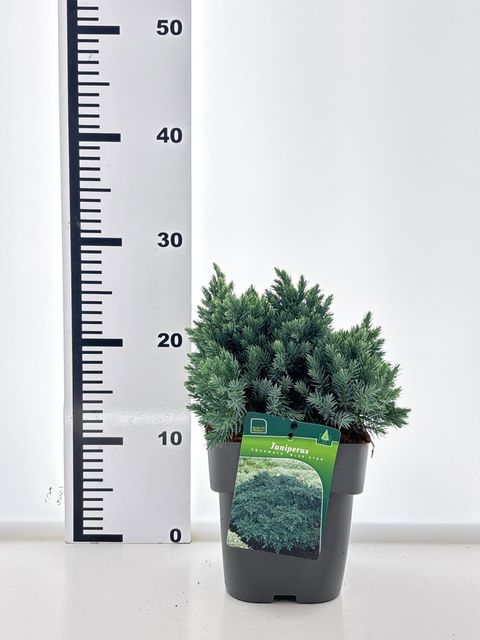 Juniperus squamata 'Blue Star'