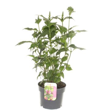 Chelone obliqua PINK TURTLE