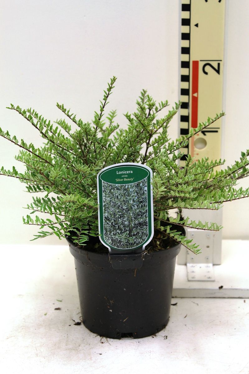 Lonicera nitida 'Silver Beauty'  Plant Wholesale FlorAccess