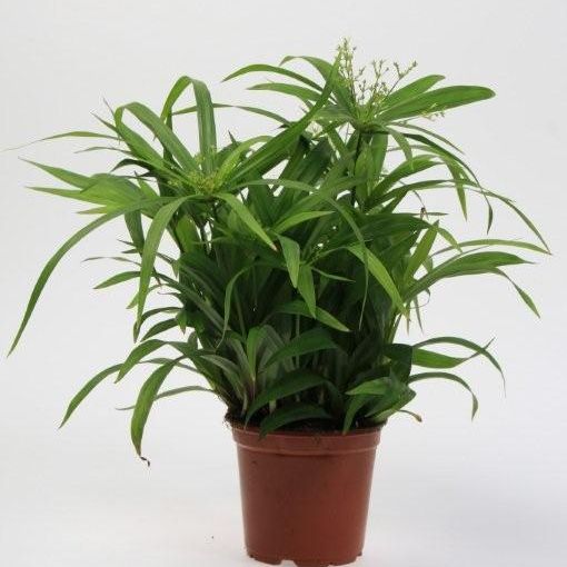 Cyperus diffusus (P12 cm H25 cm) – Plant Wholesale FlorAccess
