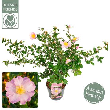 Camellia sasanqua 'Pink Premium'