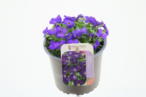 Aubrieta gracilis 'Kitte' — Plant Wholesale FlorAccess