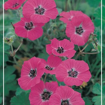 Geranium cinereum 'Giuseppii'