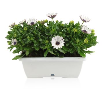 Osteospermum MARGARITA WHITE