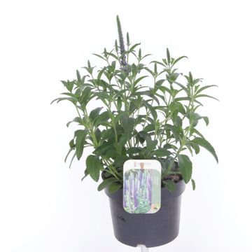 Veronica spicata ANNIVERSARY BLUE