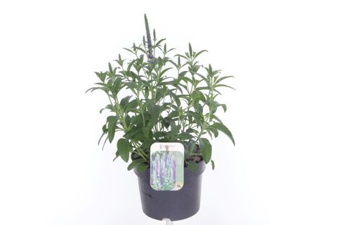 Veronica spicata ANNIVERSARY BLUE