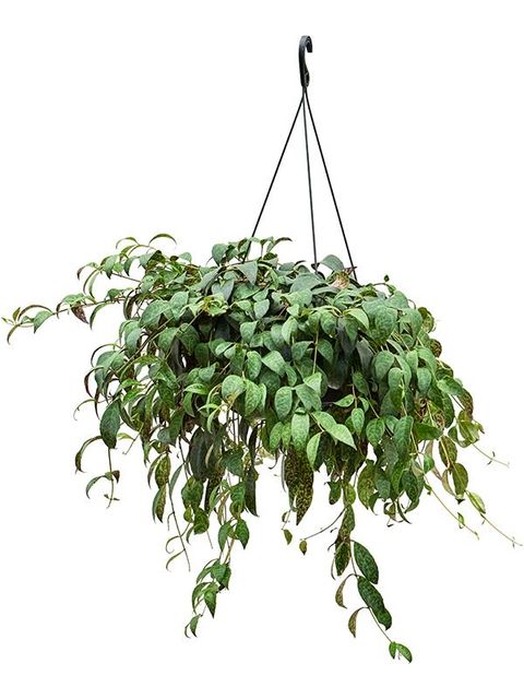 Aeschynanthus marmoratus