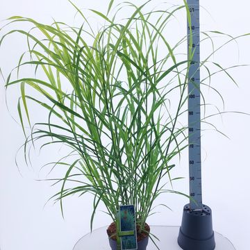 Miscanthus sinensis 'Зебринус'