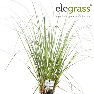 Cortaderia selloana 'Evita'