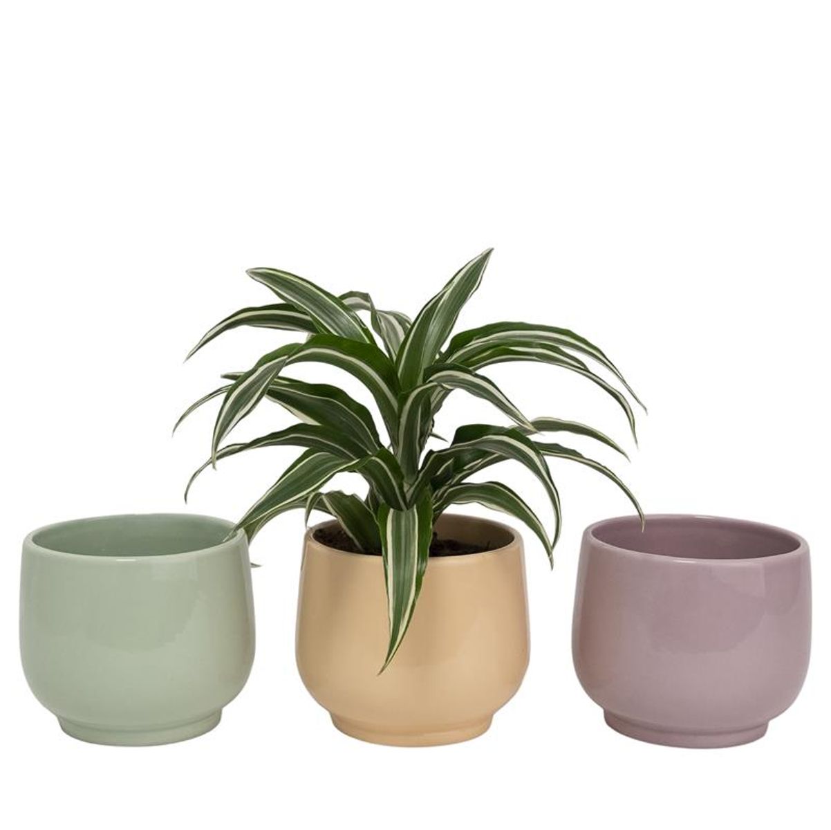 Houseplants mix plant wholesale floraccess