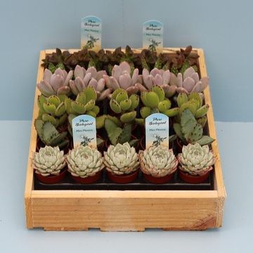 Succulents MIX