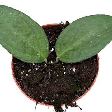 Hoya 'Tequila Sunrise'