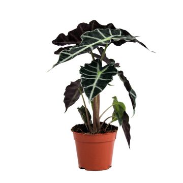 Alocasia 'Polly'