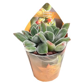 Echeveria pulvinata