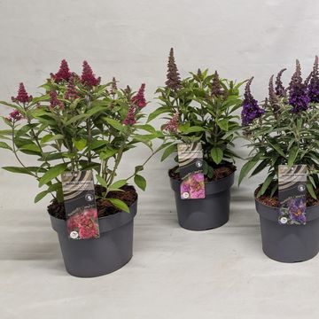 Buddleja davidii BUTTERFLY CANDY MIX