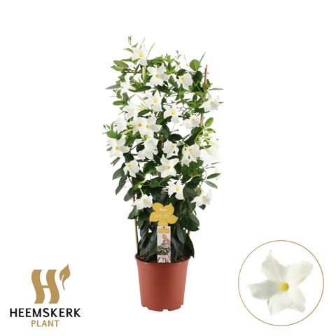 Mandevilla SUMMERSTAR WHITE