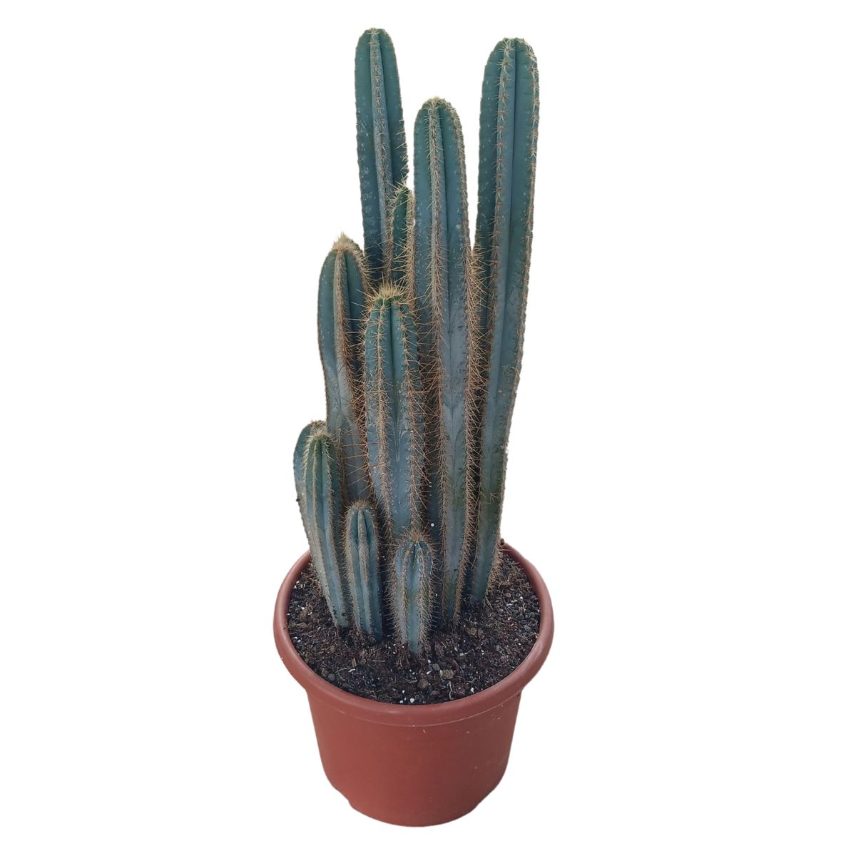 Pilosocereus Azureus – Cactus En Pot De 5,5 Cm, Plante D'intérieur Résistante Et Facile D'entretien