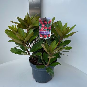 Rhododendron 'Bohlken's Roter Stern'