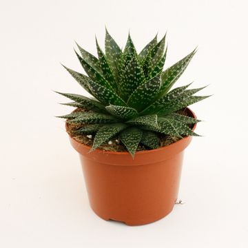 Aloe aristata