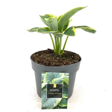 Hosta 'Frances Williams'