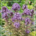 Phlox 'Olympus'
