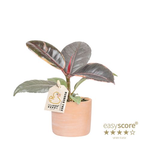 Ficus elastica 'Ruby'