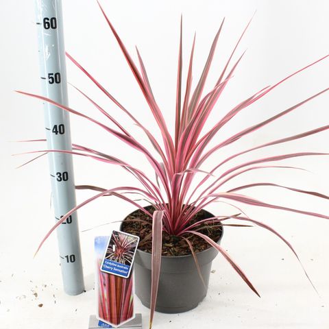 Cordyline 'Cherry Sensation'