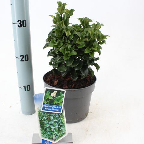 Ligustrum japonicum 'Rotundifolium'