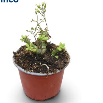 Tylecodon cordiformis