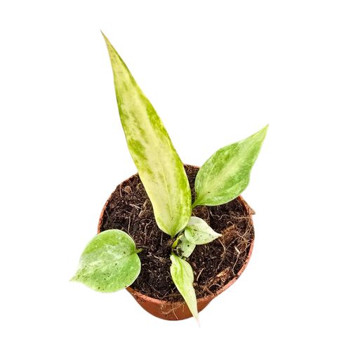 Anthurium vittariifolium 'Variegata'