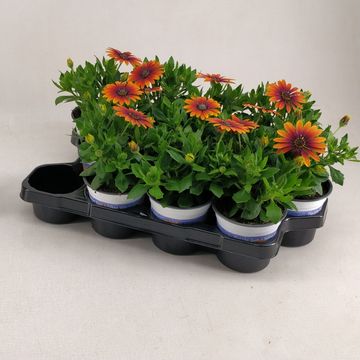 Osteospermum FLOWERPOWER PURPLE SUN