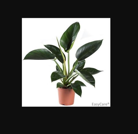 Filodendro erubescens