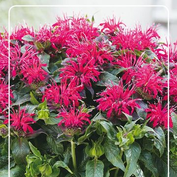 Monarda BALMY ROSE