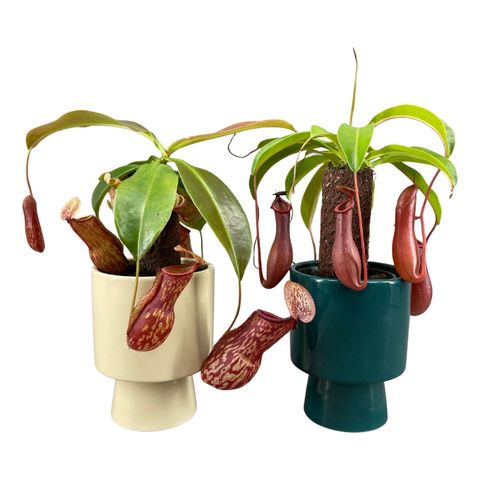 Nepenthes