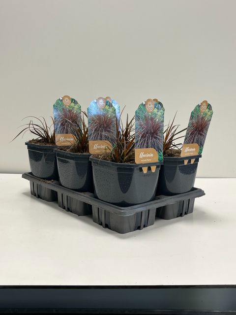 Uncinia uncinata 'Rubra'