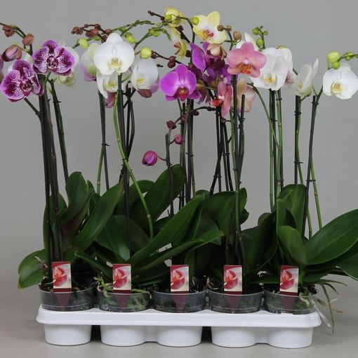 Phalaenopsis MIX (Leerdam Orchideeën)