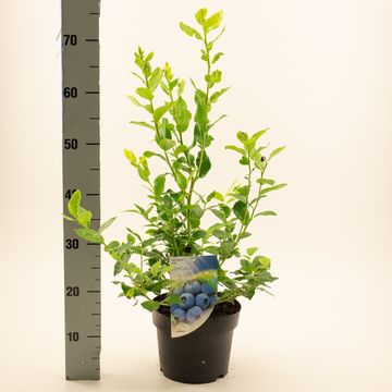 Vaccinium corymbosum 'Northland'