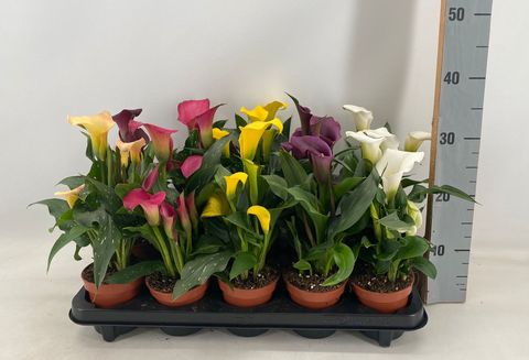 Zantedeschia MIX